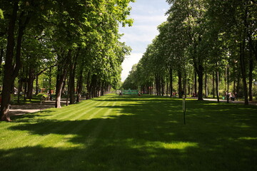 beautiful large green park with many trees and flora