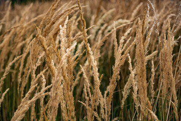 Fototapeta premium golden wheat field