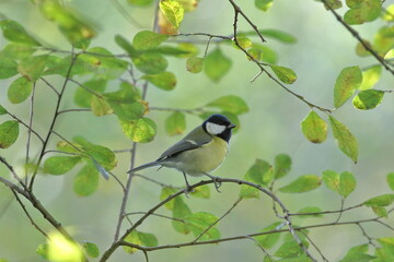 Great tit in a tree