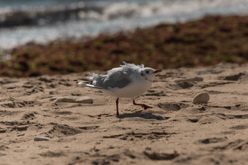 Oiseaux maritimes