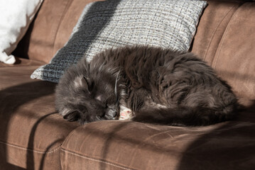 Chats tranquilles au repos