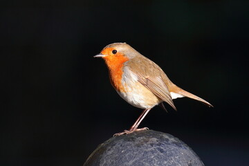 robin on a bollard