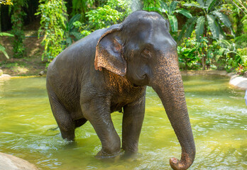 Fototapeta na wymiar Bathing elephants in the jungle. Baby elephant splashes in the lake close-up.
