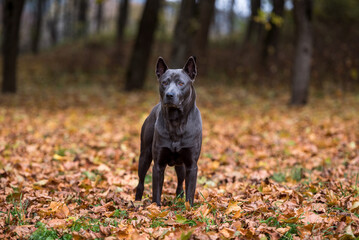 Naklejka na ściany i meble thai Ridgeback Dog is Standing on the Autumn Leaves Ground.