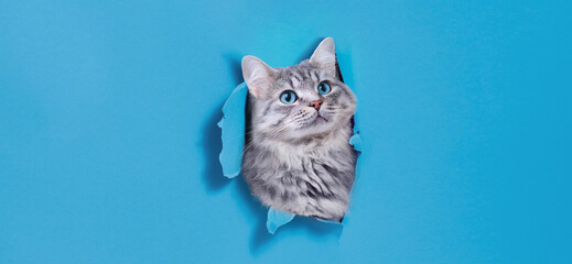 Funny gray kitten with beautiful big eyes on trendy blue background. Lovely fluffy cat climbs out of hole in colored background. Wide angle horizontal wallpaper or web banner. Free space for text. © KDdesignphoto