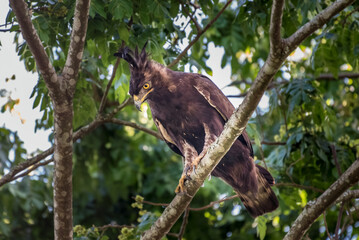 Crowned Eagle portrait displaying facial plumage colors and beak