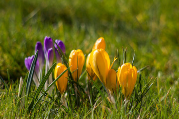 crocus flowers in the garden - soft focus