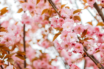Sakura cherry blossoms blooming flowers in the garden park in early spring. Hanami celebration, Japanese festival. Background image

