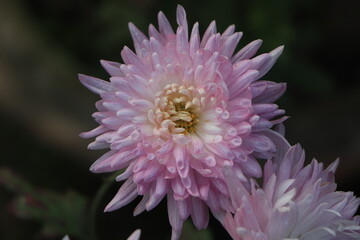 Chrysanthemums blossom in the autumn garden. Background with gentle lilac chrysanthemums