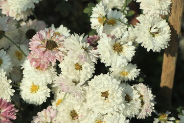 White chrysanthemum flower blooming in garden