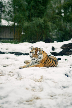 tiger in the snow