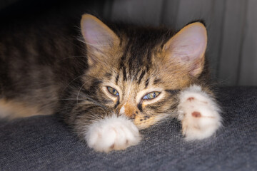 Portrait of a small very young kitten. Kitty with big eyes close up on a bedsheet. Adorable baby cat with cute face. Cute American shorthair cat kitten. Pet kitten looks curious. Newborn baby cat