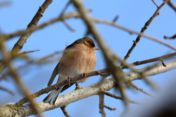 Songbird sitting on a tree