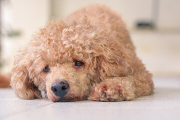 Young brown poodle dog on natural light background.