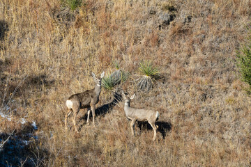 doe and fawn on the hill side