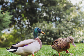 Tow ducks - female and make walking in a park, in green grass