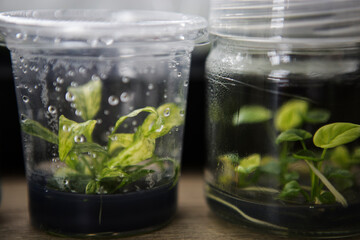 Tissue culture or plant culture