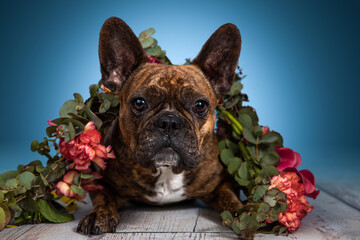 Französische Bulldogge liegend mit Blumenkranz