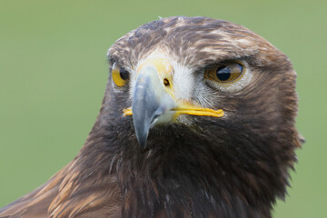 Portrait of a Golden Eagle against a green background
