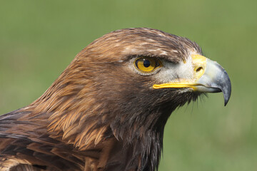 Portrait of a Golden Eagle against a green background
