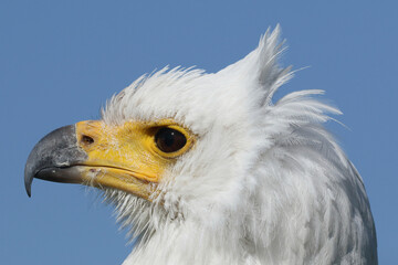 Portrait of an African Fish Eagle against a blue sky
