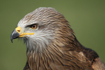 Portrait of a Black Kite against a green background
