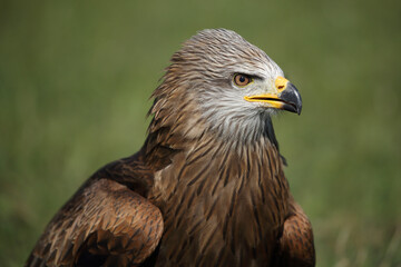 Portrait of a Black Kite against a green background
