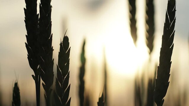 The concept of the world food crisis. Silhouettes of ears of wheat at sunset. Grain embargo and port blocking. War between the main suppliers of grain