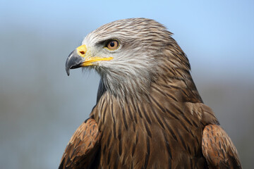 Portrait of a Black Kite against a blue sky
