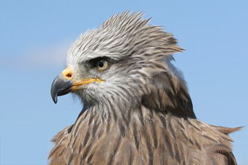 Portrait of a Black Kite against a blue sky
