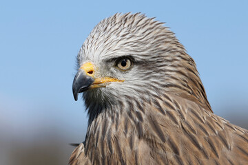 Portrait of a Black Kite against a blue sky
