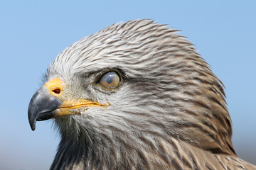 Portrait of a Black Kite against a blue sky with its translucent eyelid over its eye
