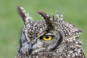 Portrait of a Spotted Eagle Owl
