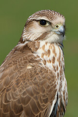 Portrait of a Saker Falcon against a green background
