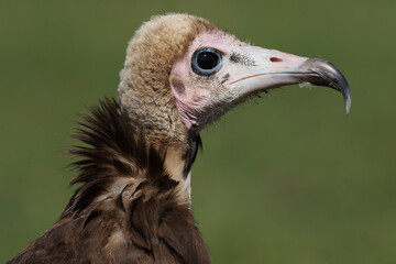 Portrait of a Hooded Vulture against a green background
