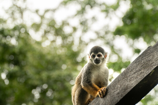 Portrait of titi monkey