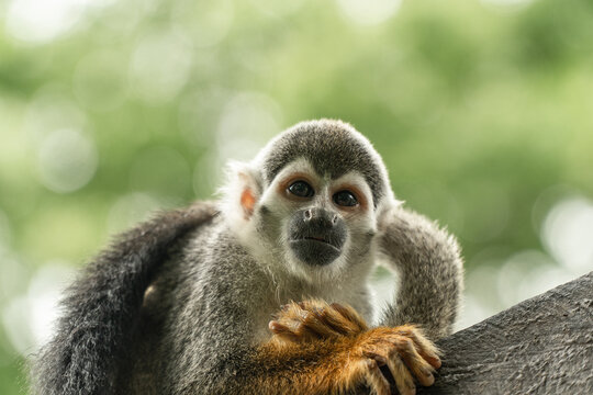 Portrait of titi monkey