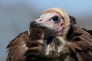A portrait of a Hooded Vulture

