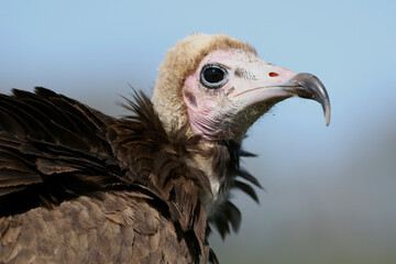 Portrait of a Hooded Vulture against a blue sky
