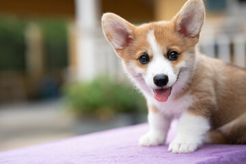 Puppy corgi dog sitting on the table in summer sunny day outdoor