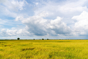 landscape with yellow paddy field and sky