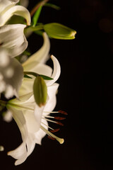 Fototapeta premium white lily