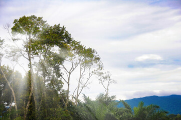 Nature beauty with bright shining light background. Nature concept and copy space.