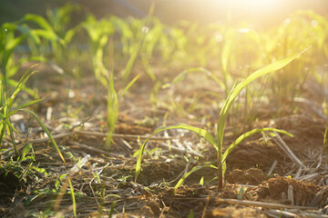 growing corn seedlings