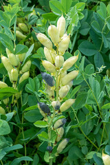 Blue False Indigo Blooming In The Native Plant Garden In Summer