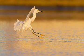 A snowy egret (Egretta thula) in flight landing in Texas water.