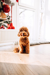 A small red poodle sits on the floor near the Christmas tree at home. Front view
