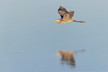 Obraz premium An adult great egret (Ardea alba) in flight.
