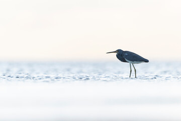 A tricolored heron (Egretta tricolor) foraging at the Texas coast.