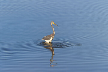 A tricolored heron (Egretta tricolor) foraging at the Texas coast.